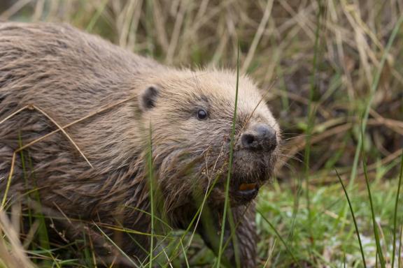 Montana Beaver Reintroduction