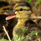 Delta Waterfowl Survey