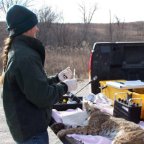 Iowa Bobcat Study