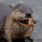 Ohio River Otter