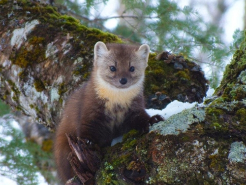 Pine Marten Research